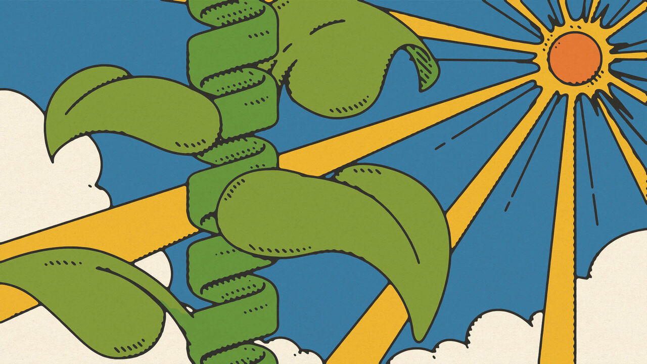 A plant using photosynthesis to create new proteins.