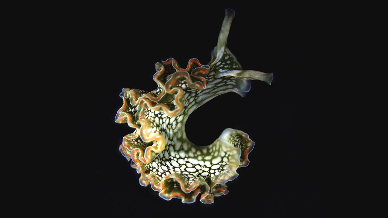 The kleptoplastic sea slug