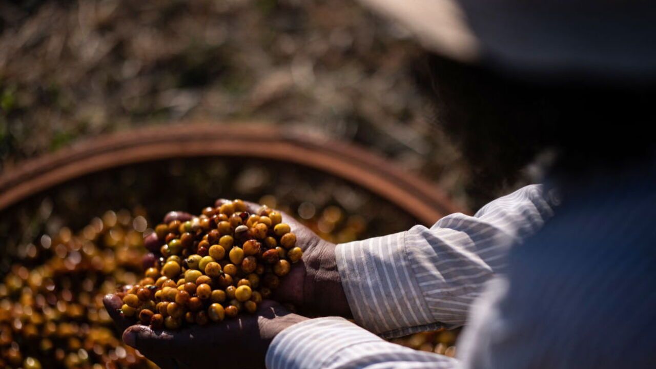 BRAZIL-AGRICULTURE-COFFEE