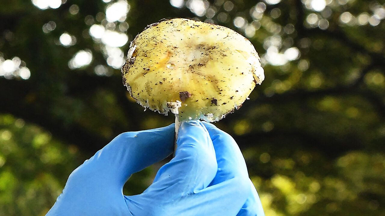 A Death Cap mushroom