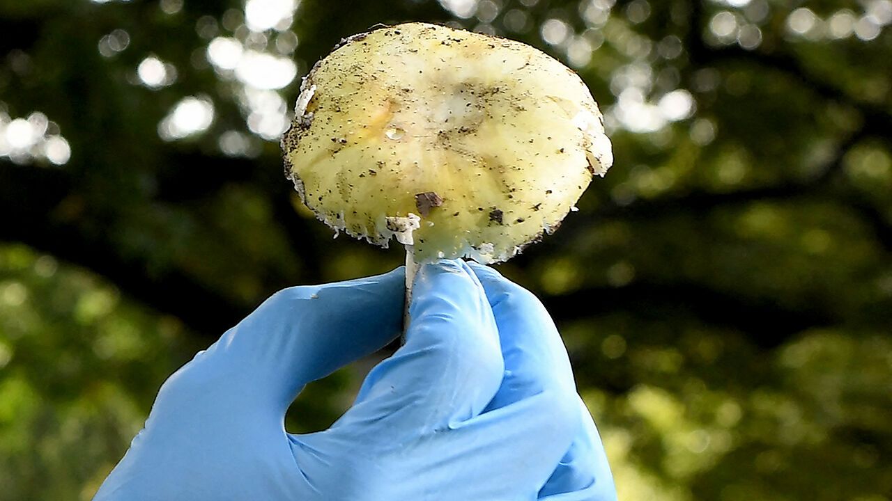 A Death Cap mushroom